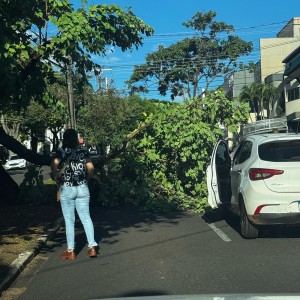 Quedas de árvores provocam interdição de vias em Prudente